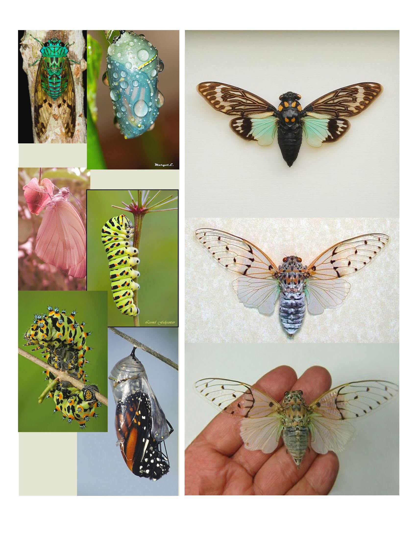 Corazón Fénix: Conceptual Design (FIT)