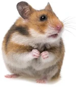 An image of a hamster.