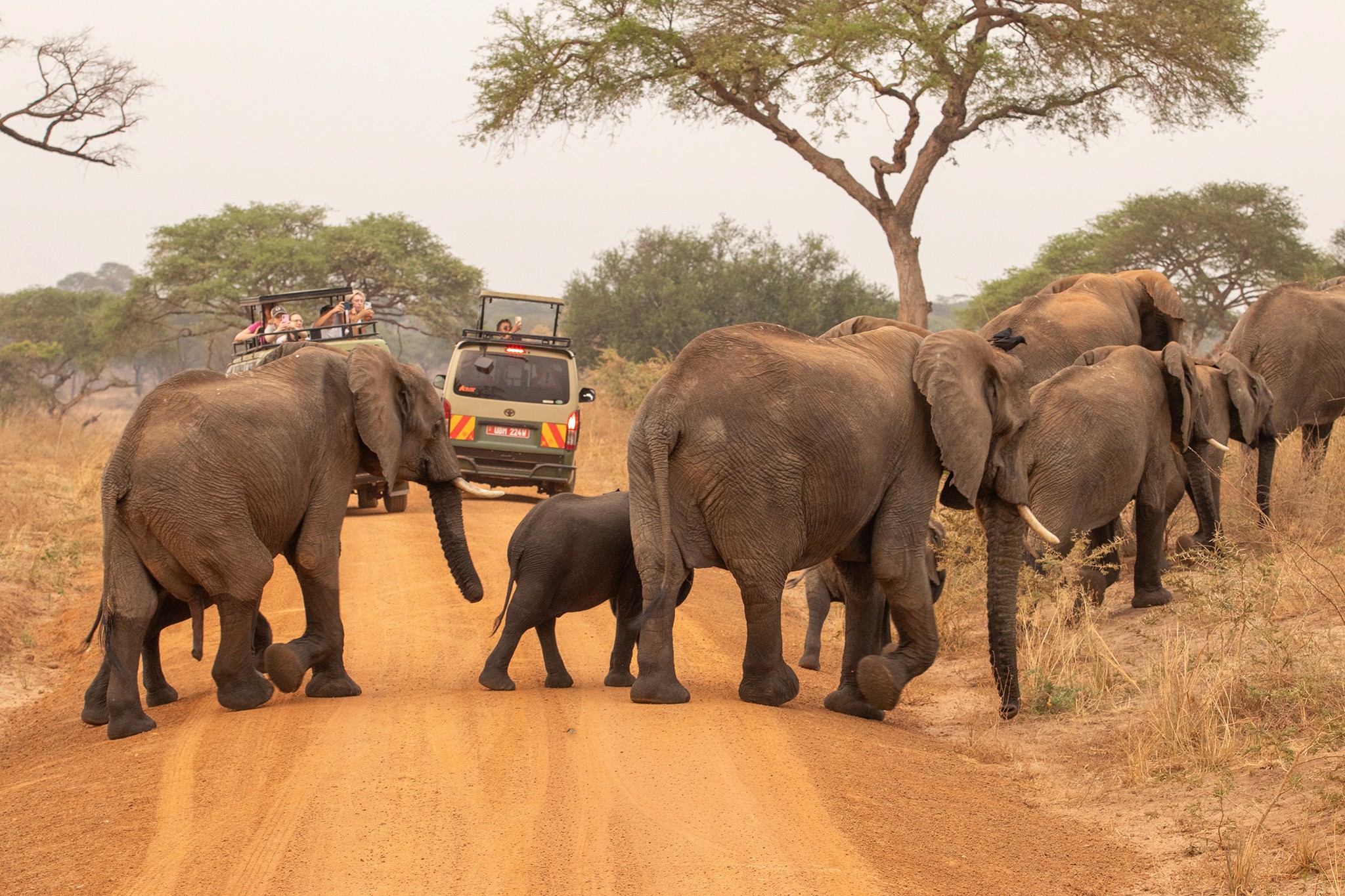 Tourists watching elephants on a game drive in Murchison Falls National Park