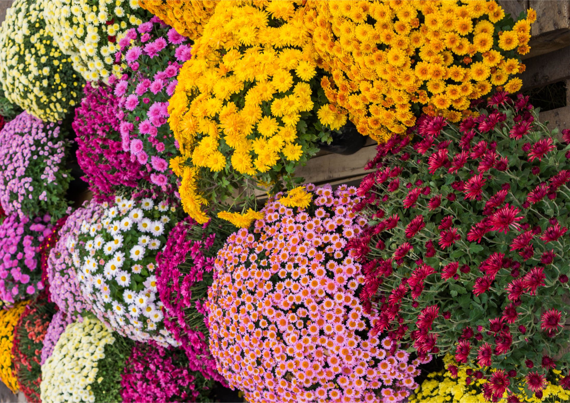 Traditional cemetery flowers
