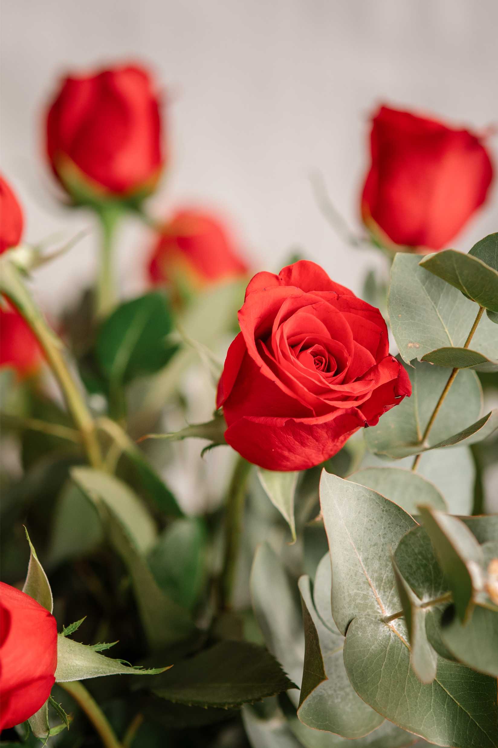 Primer pla d’una rosa vermella amb pètals oberts, envoltada de fulles d’eucaliptus, ideal per a destacar la bellesa natural de la flor.