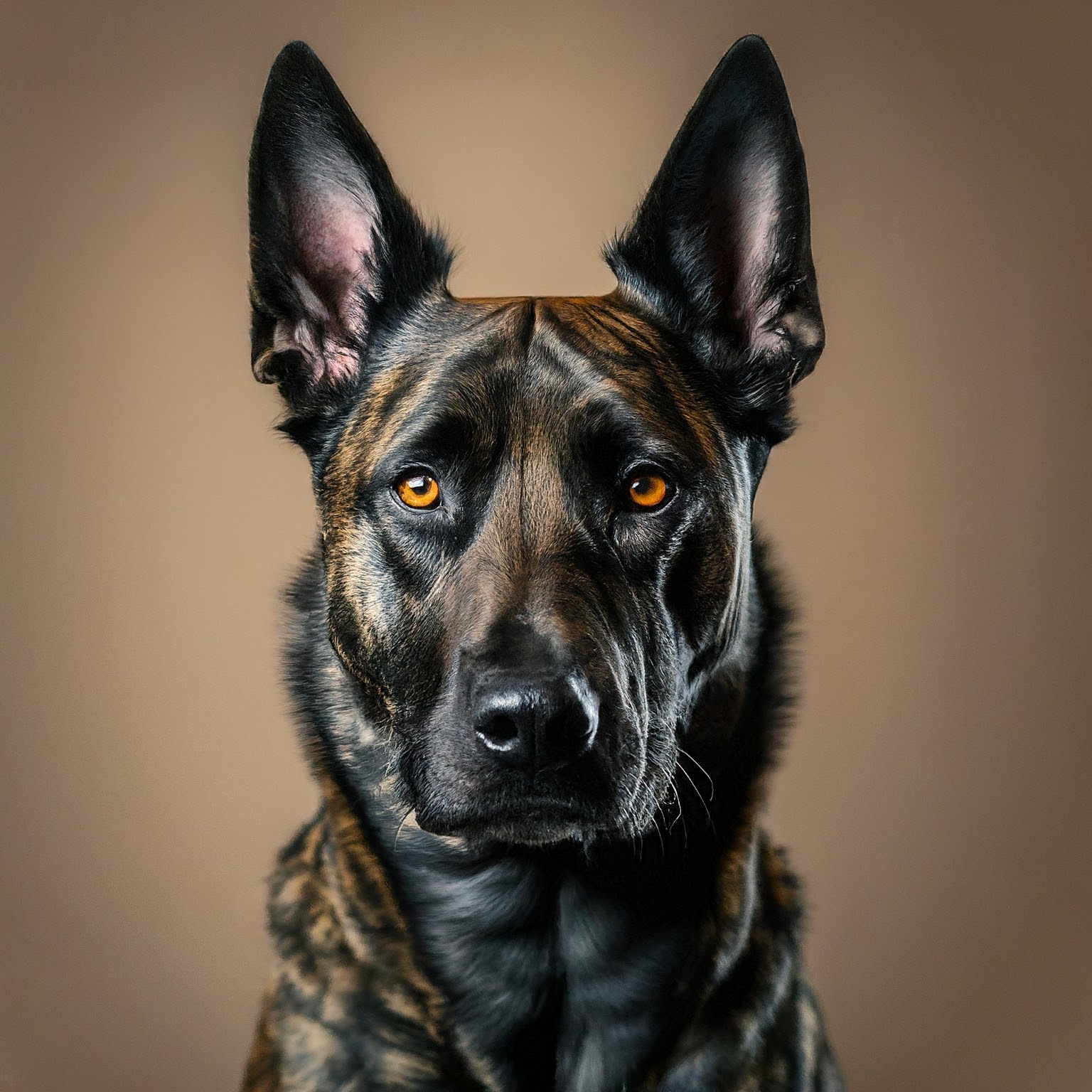 BUDDYUNO, Dutch Shepherd