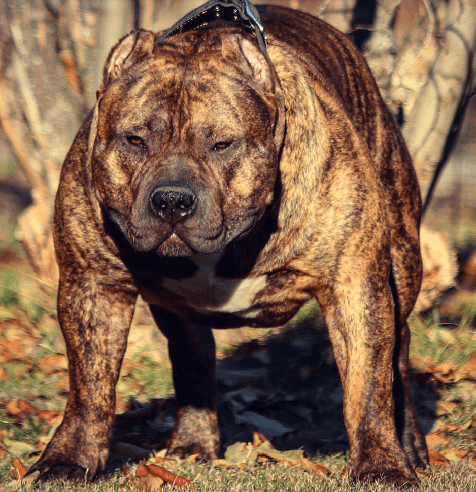 A dog standing on grass

AI-generated content may be incorrect.