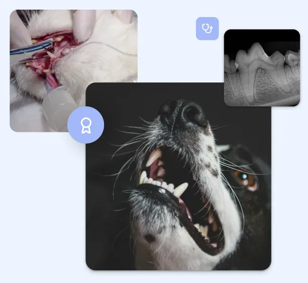 Collage von Bildern zur tierzahnmedizinischen Gesundheit, die einen Hund mit sichtbaren Zähnen, ein Dentalröntgenbild und eine Zahnreinigung bei einer Katze zeigt.