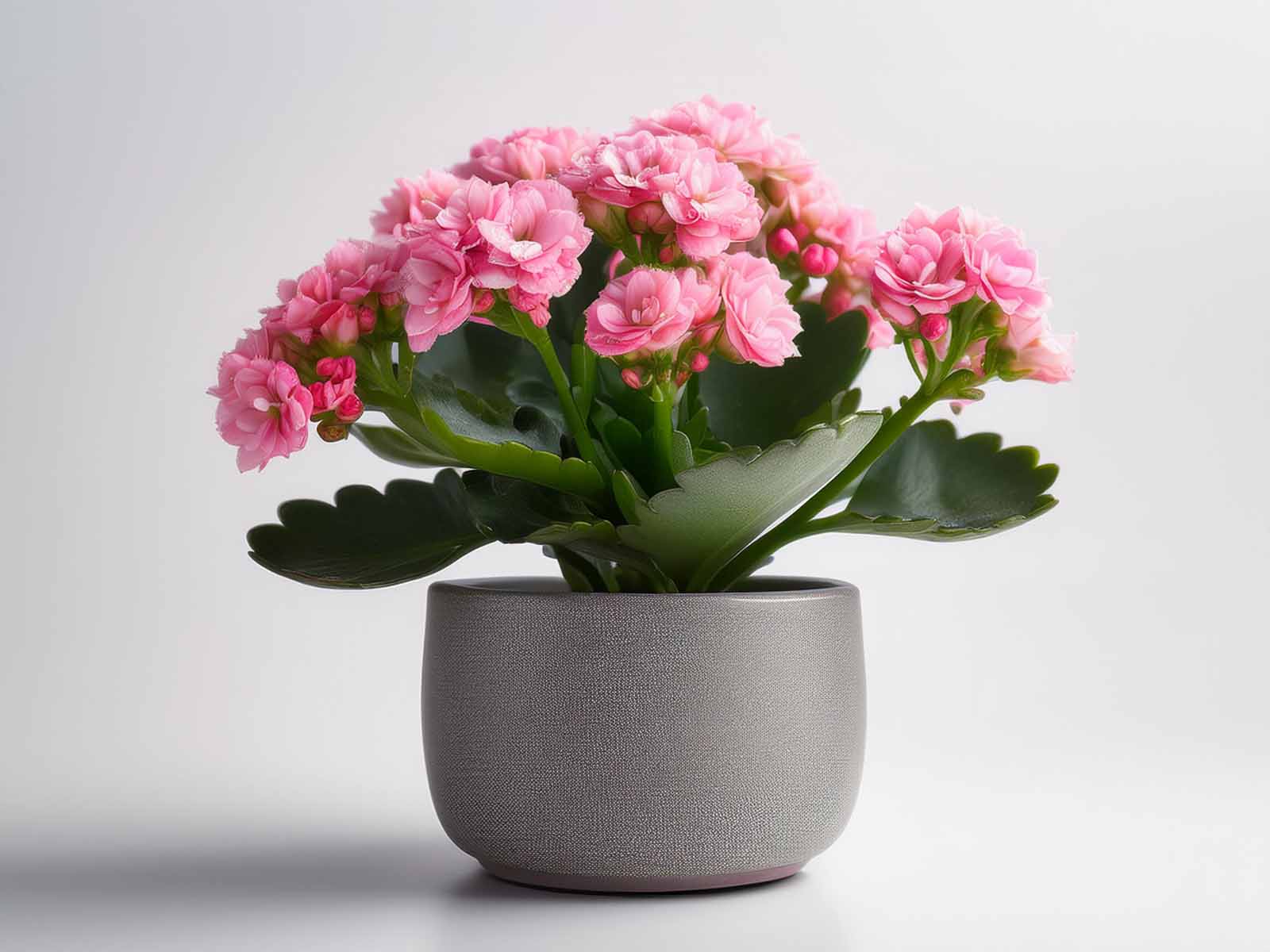 Pink Kalanchoe plant with vibrant flowers and glossy green leaves in a modern St. Louis office, supplied by Tropical Decor