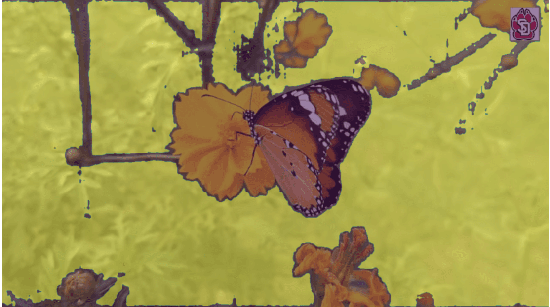 sample of the mask overlayed with the original picture