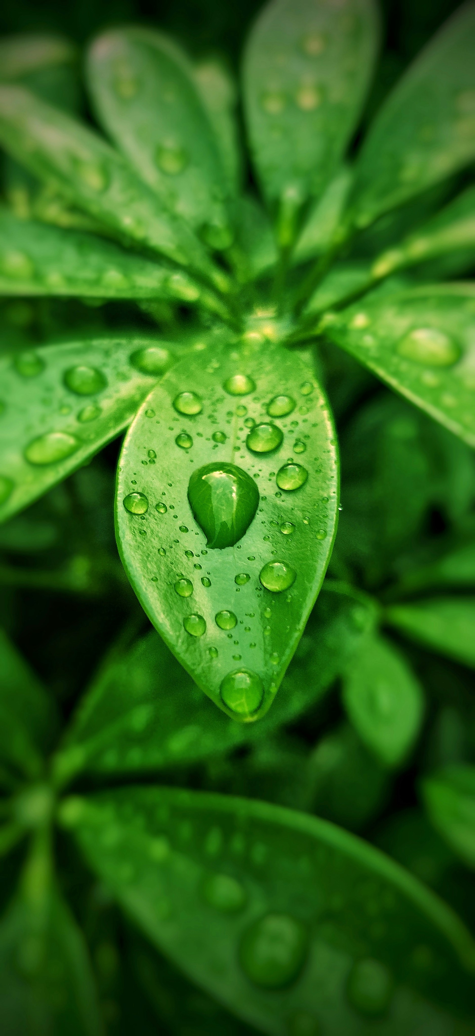 Green leaves with rain drops on them