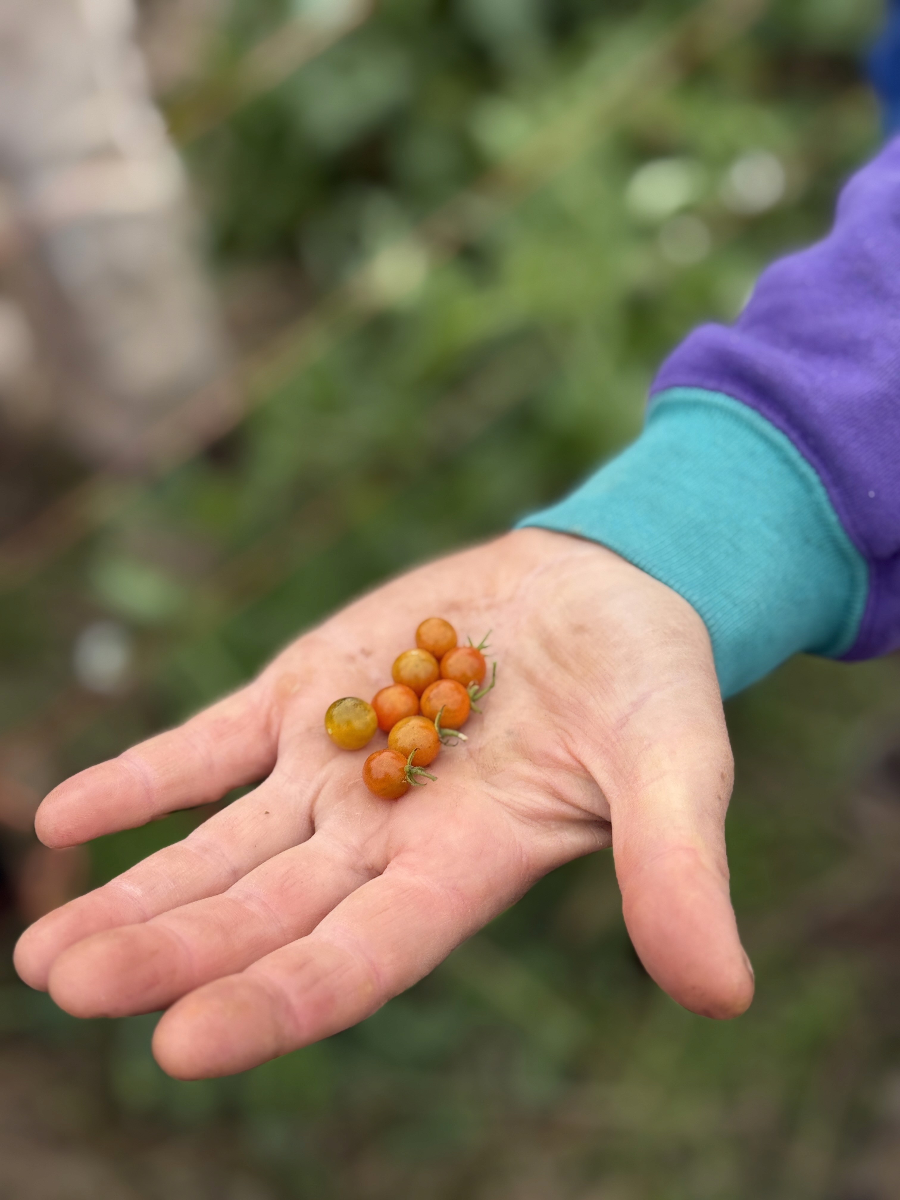 Huntsville Food & Farm Hub photo 19