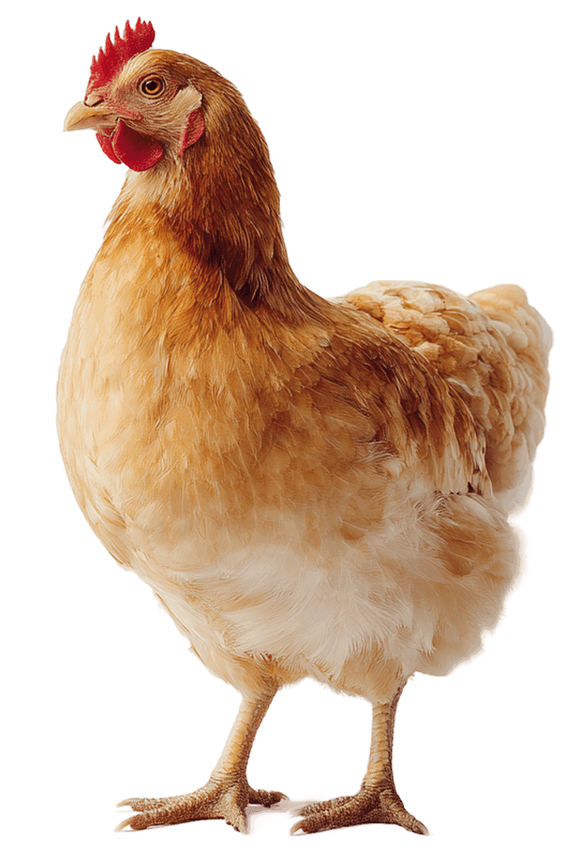 chicken
