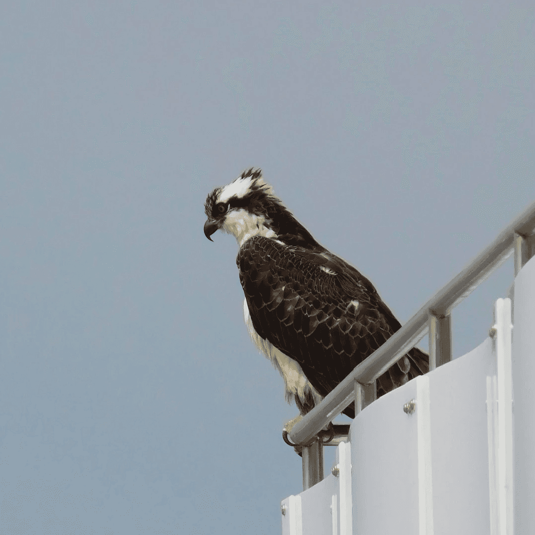 Going Birdwatching (feat. Osprey)