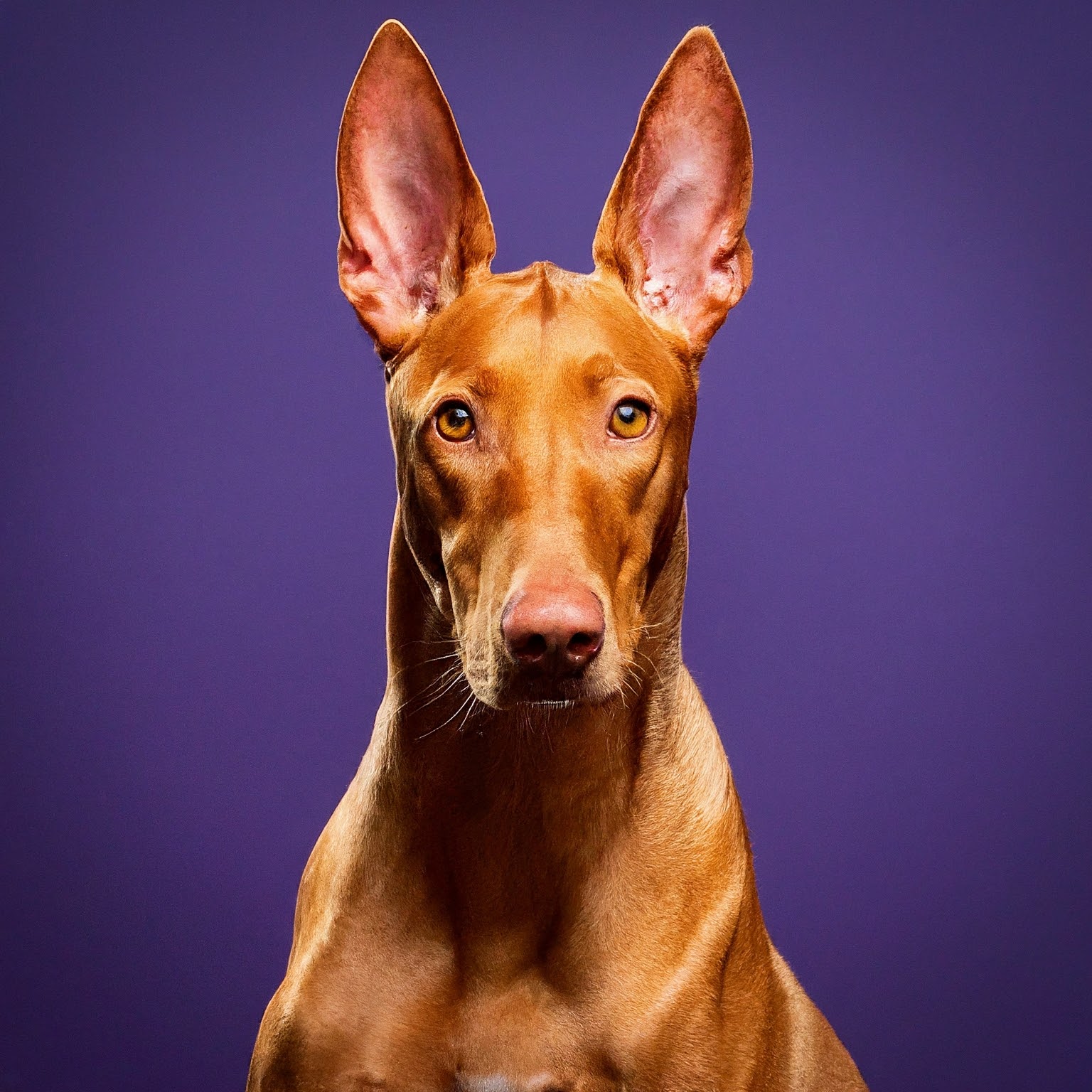 BUDDYUNO, Pharaoh Hound