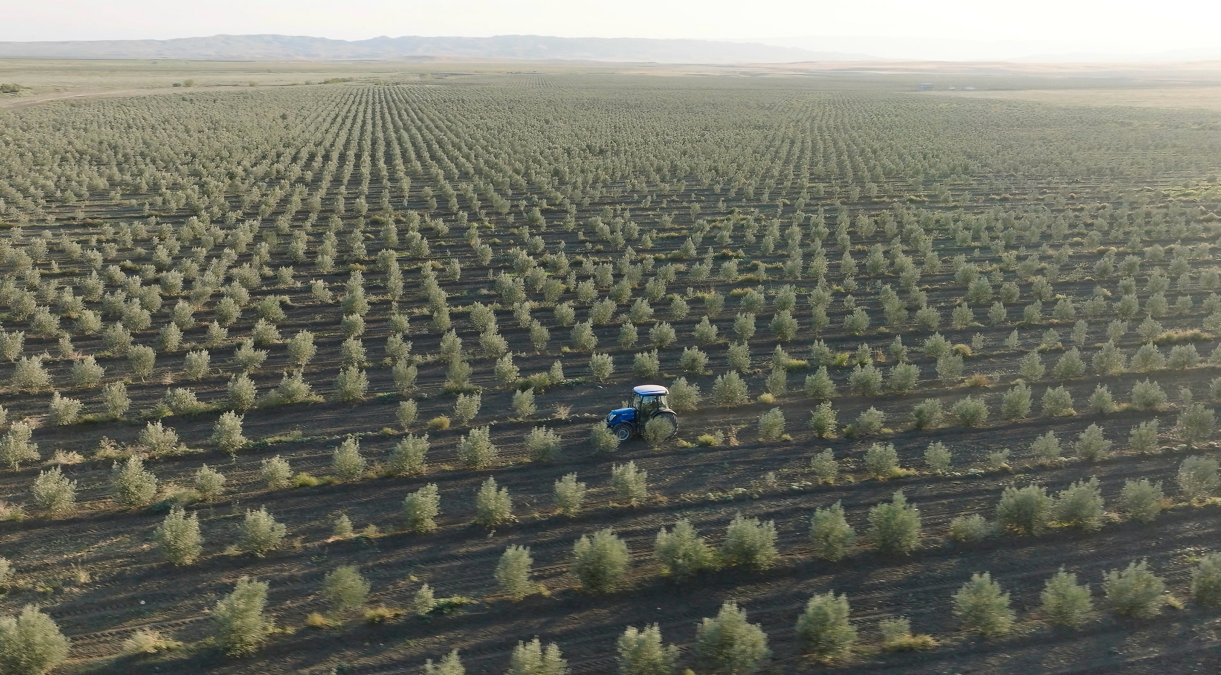 Close-up of evergreen foliage, showcasing vibrant green needles densely packed together.