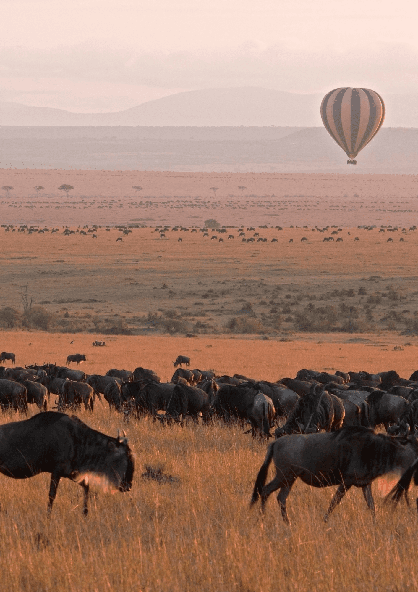 A herd of wildebeests grazes on the expansive savannah of the Maasai Mara at sunset, while a hot air balloon floats gracefully in the distant sky.