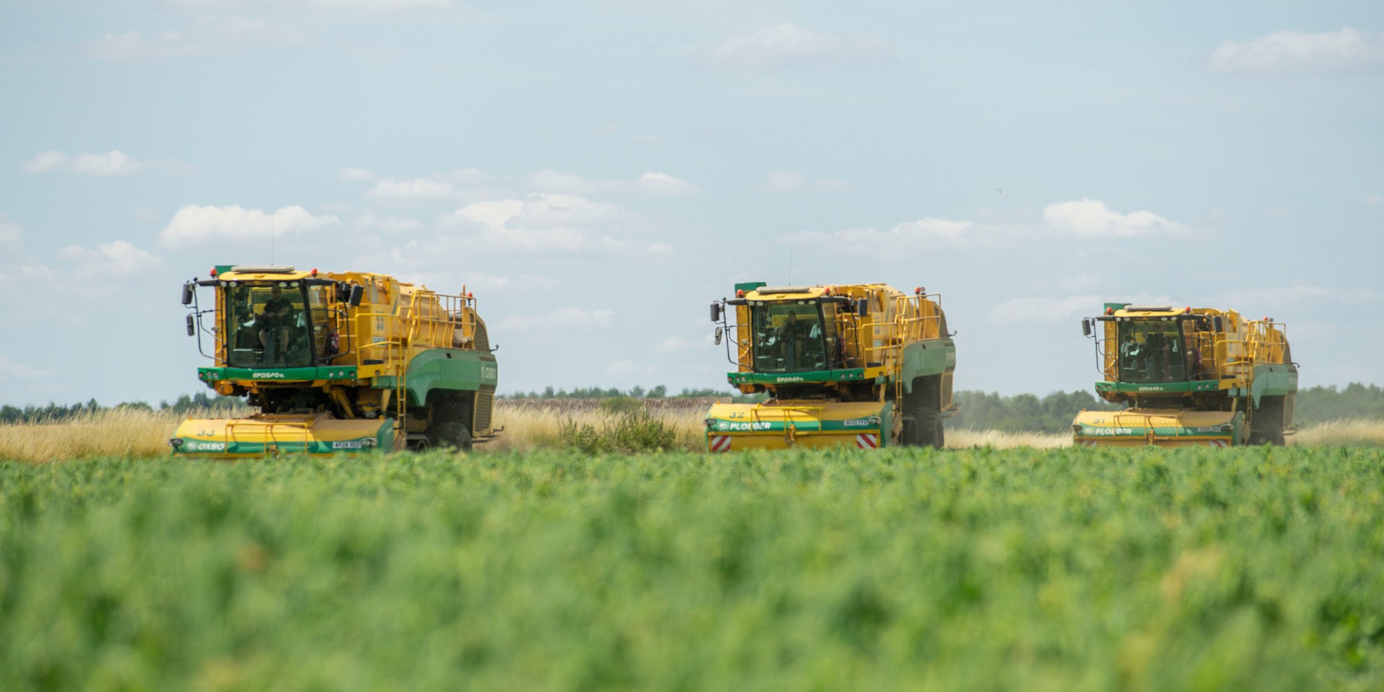 Three Ploeger pea harvesters working in formation across a lush green pea field on a bright summer day, with a treeline visible on the horizon.
