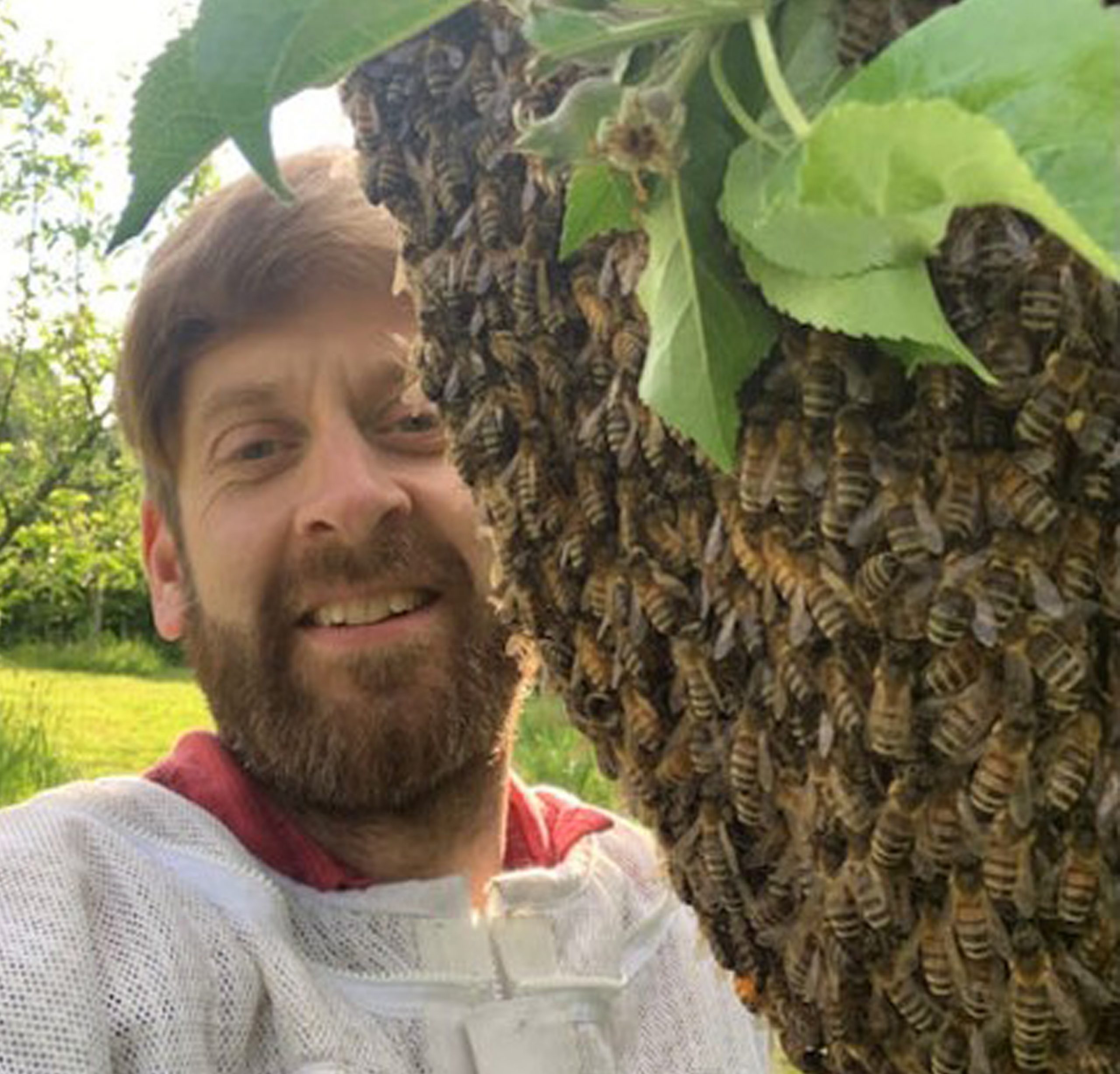 Bees from Olly's Farm producing the best honey which is getting supplied to As One Restaurant Dublin
