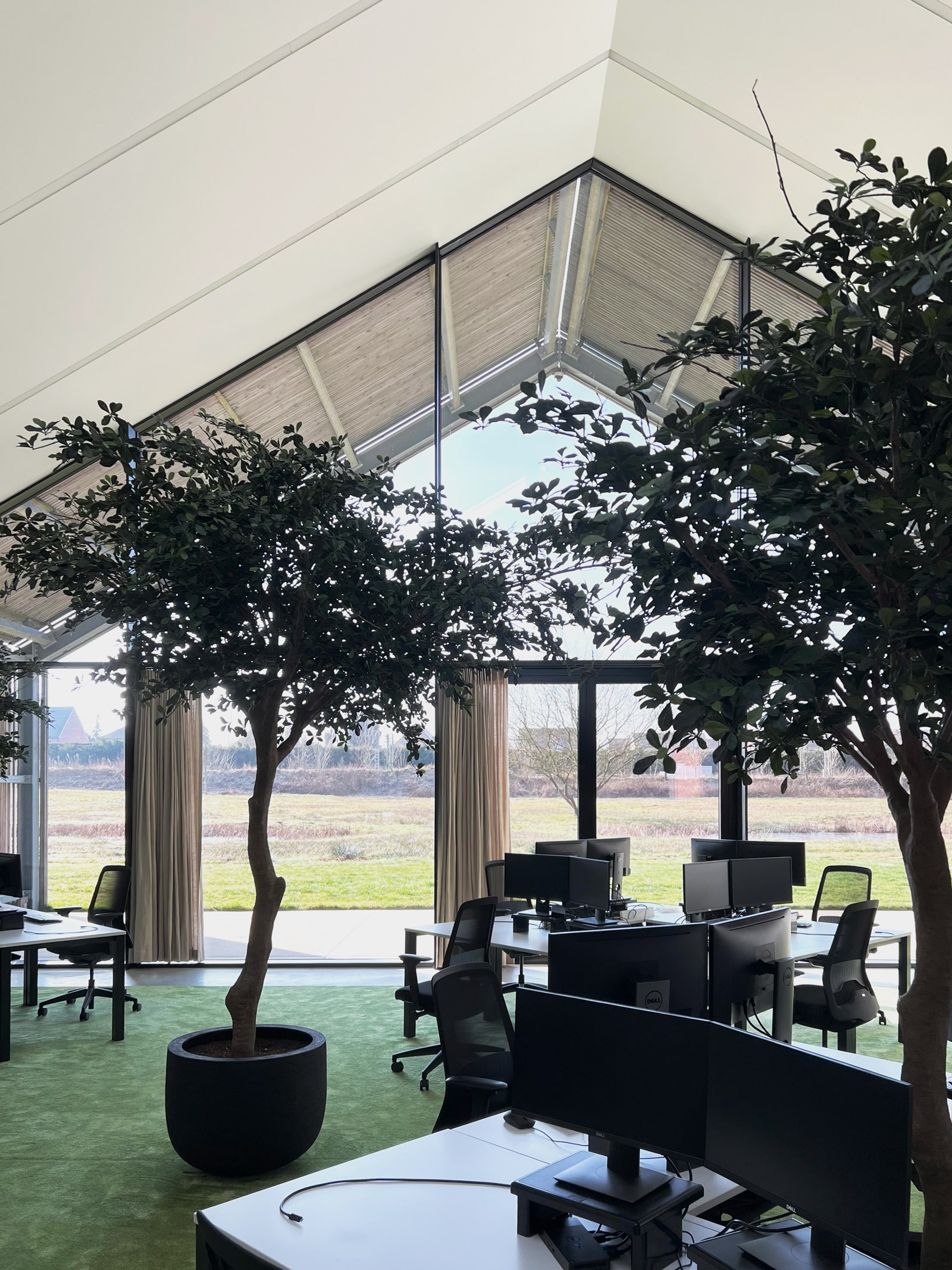 Een interieurfoto van een kantoorruimte met een groen tapijt en zwarte bureaus. In het midden staat een jonge boom in een grote zwarte pot. Door de enorme glazen gevel is er een weids, rustgevend uitzicht op het omliggende vlakke landschap.