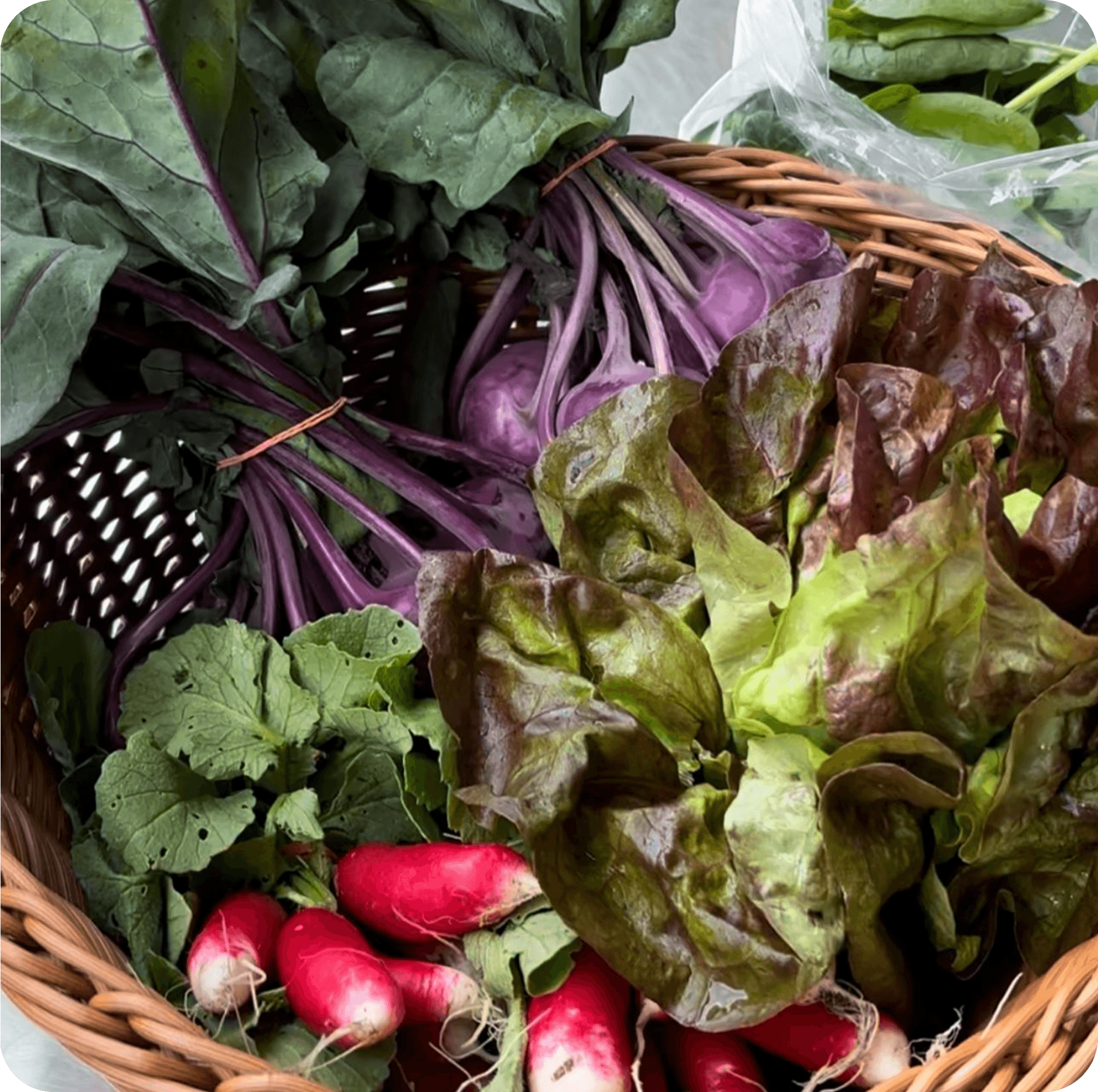 Basket filled with fresh leafy greens, radishes, and seasonal vegetables from a community-supported agriculture farm.