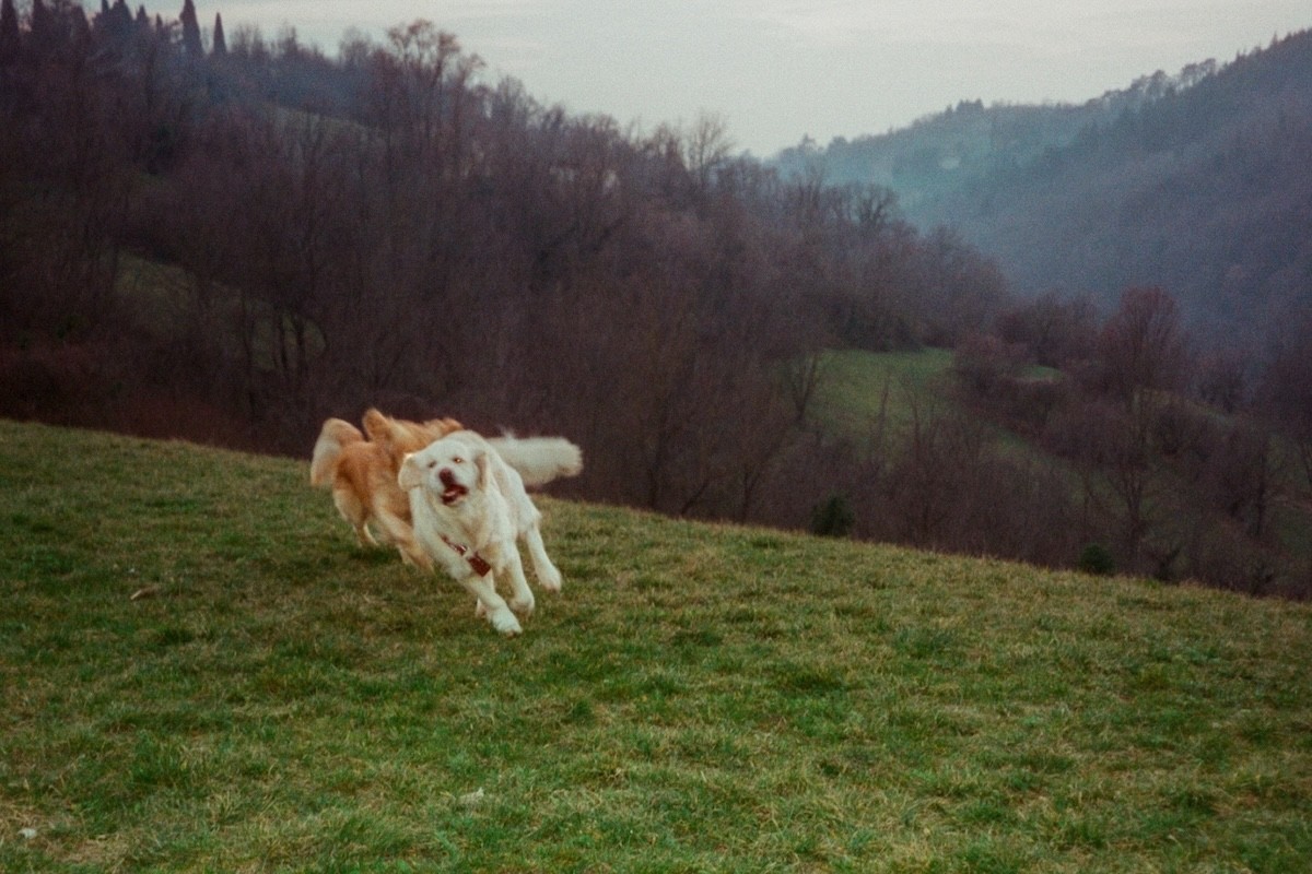Two golden retriever dogs running happily on a hillside in Italy