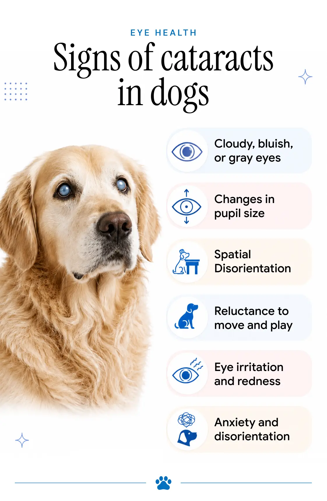 An infographic showing the common symptoms of cataracts in dogs.