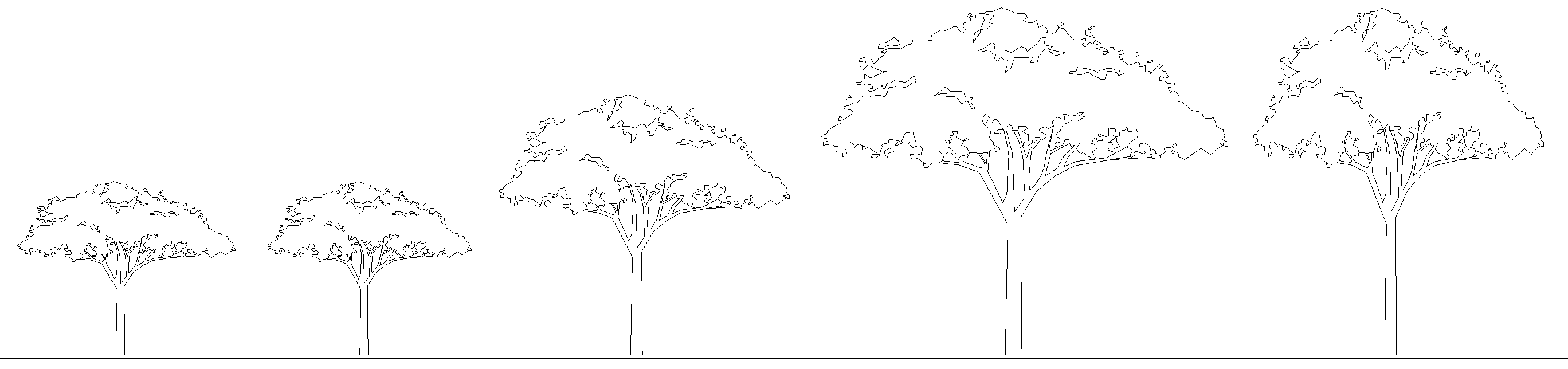 Elevation showing scaling of umbrella trees.