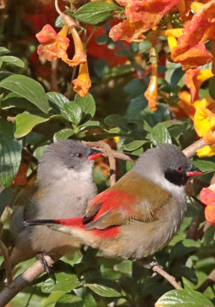 Swee Waxbill