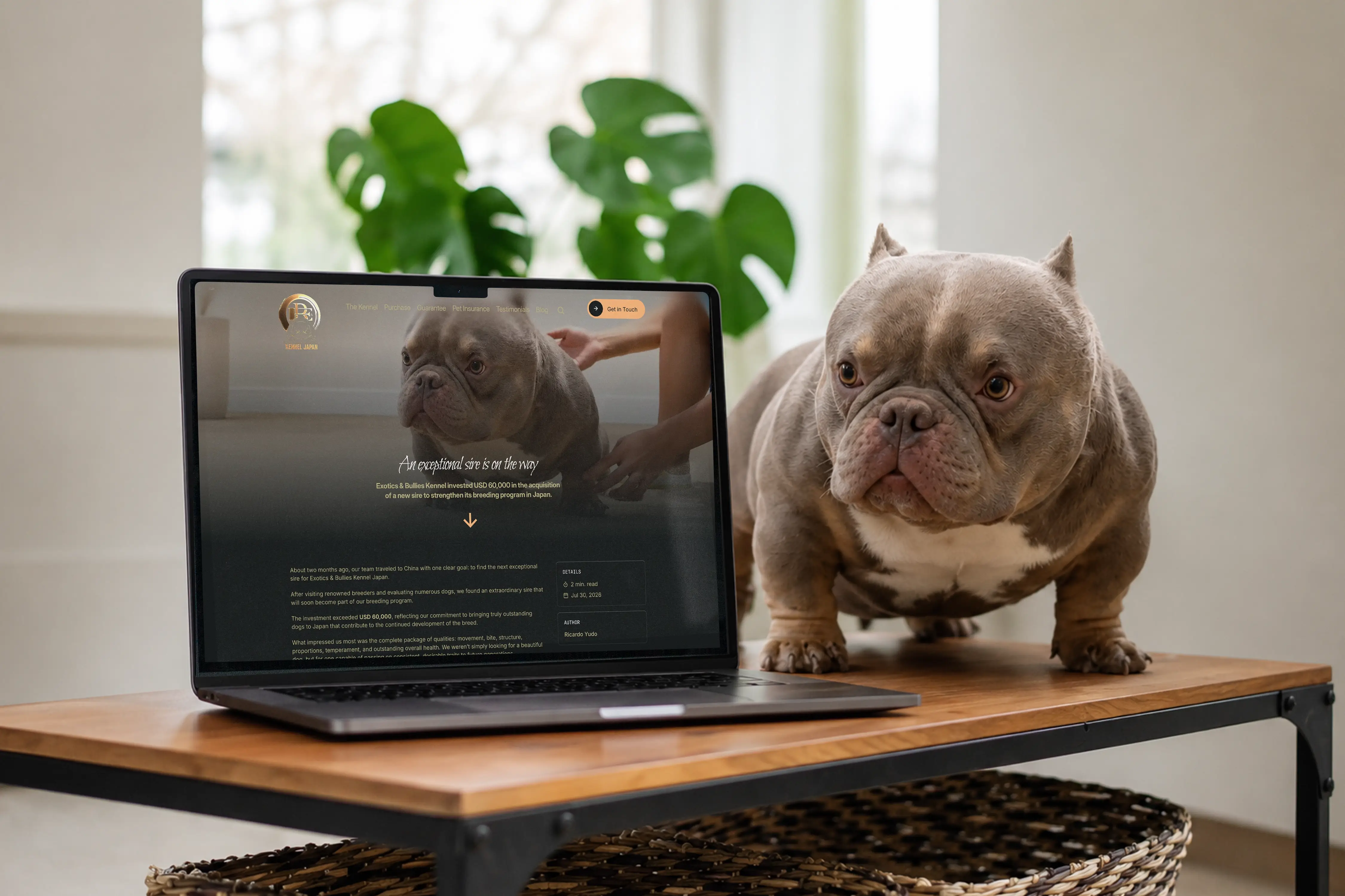 Notebook exibindo o website da Exotics & Bullies Kennel Japan ao lado de um cão Exotic Bully sobre uma mesa
