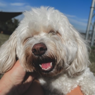 beauty products on a green background