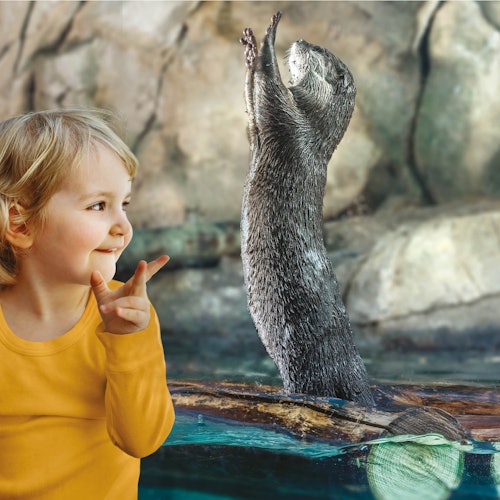 Un bambino piccolo con una maglietta gialla sorride e gesticola mentre osserva una lontra in piedi nell'acqua su uno sfondo roccioso.