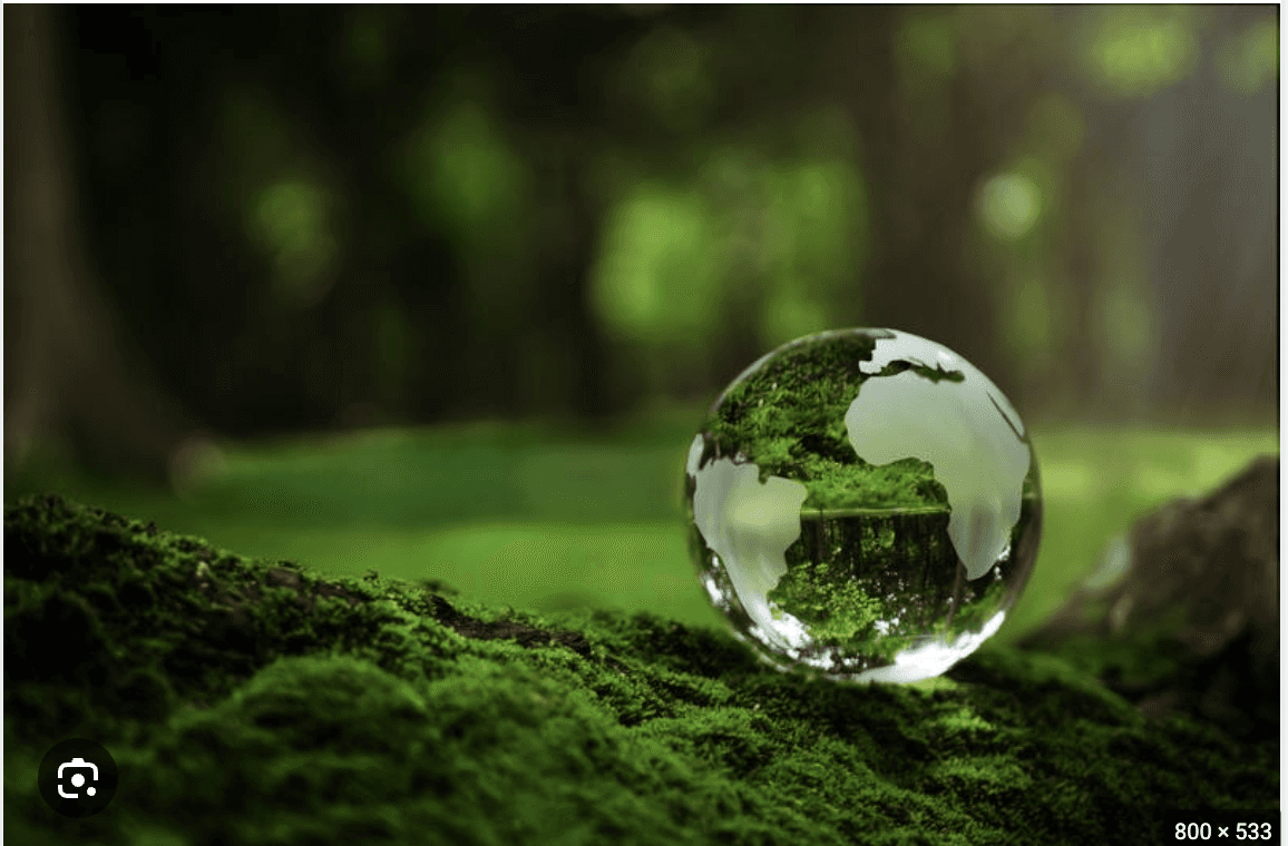 Glass globe resting on forest moss