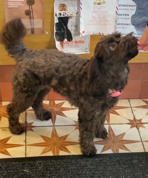 Image of dog in coffee shop.