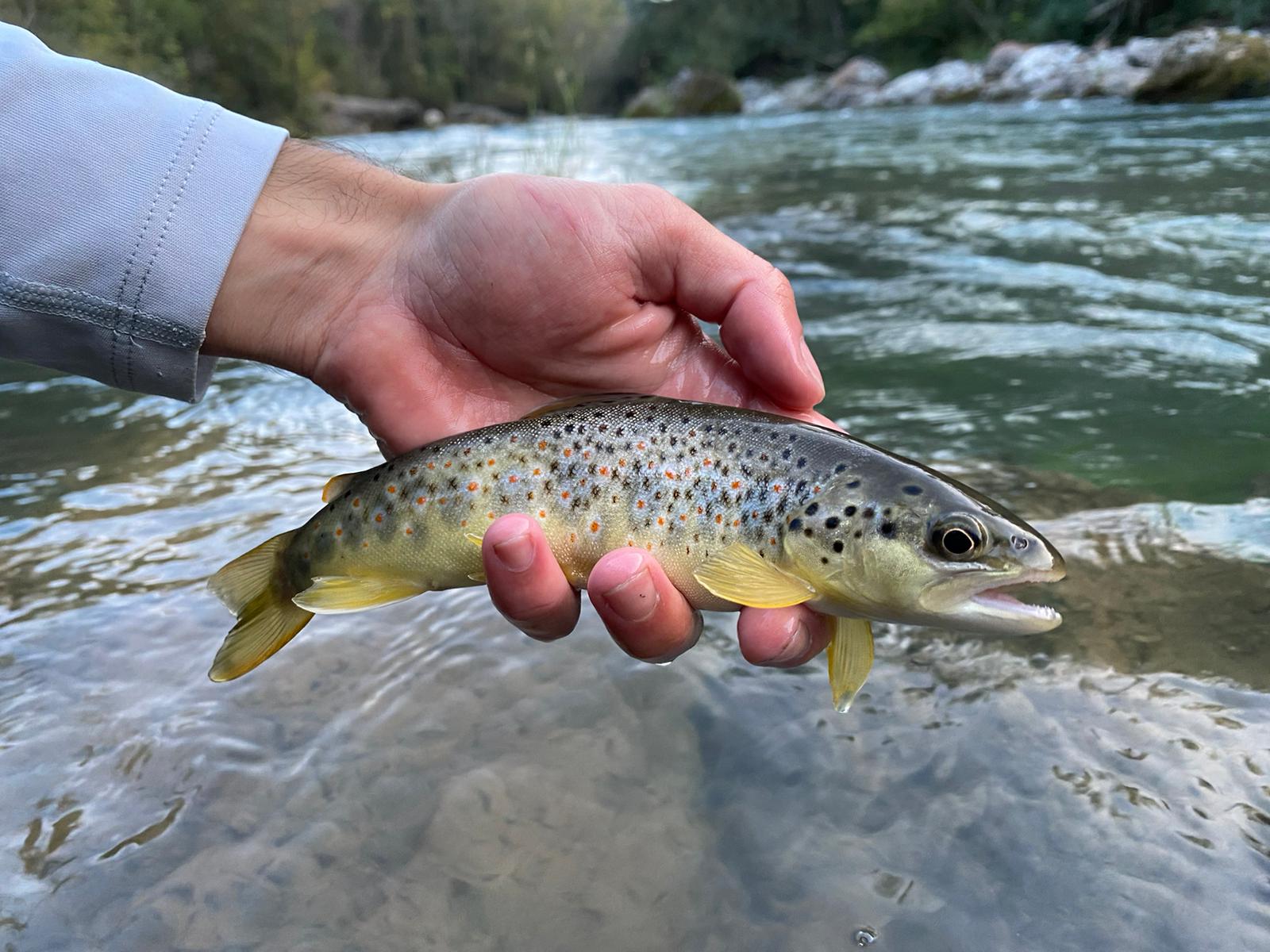 Fly fishing Barcelona countryside: Scenic view of Catalonia's deep valleys and winding rivers, perfect for nymph fishing.