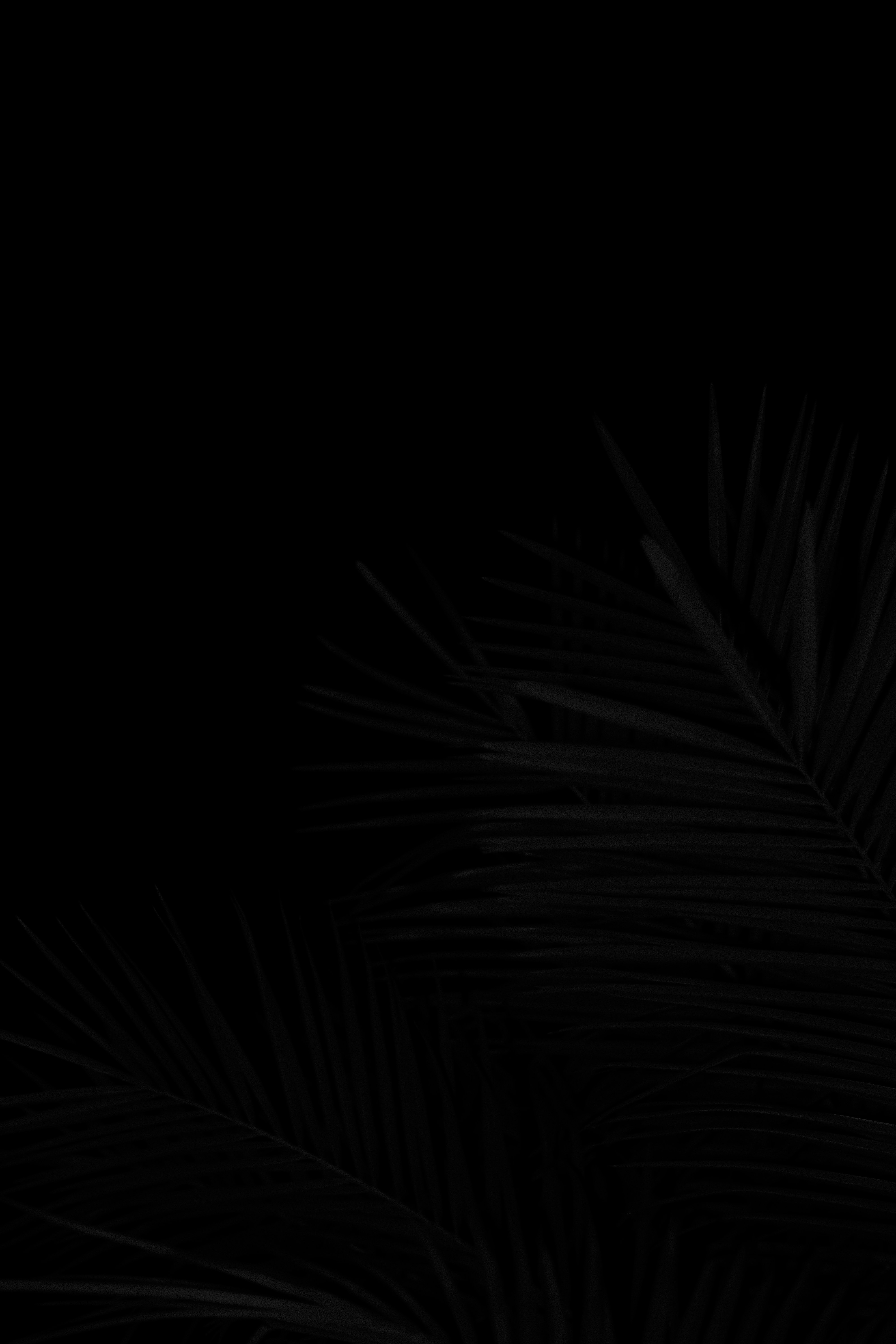 a black and white photo of a palm tree