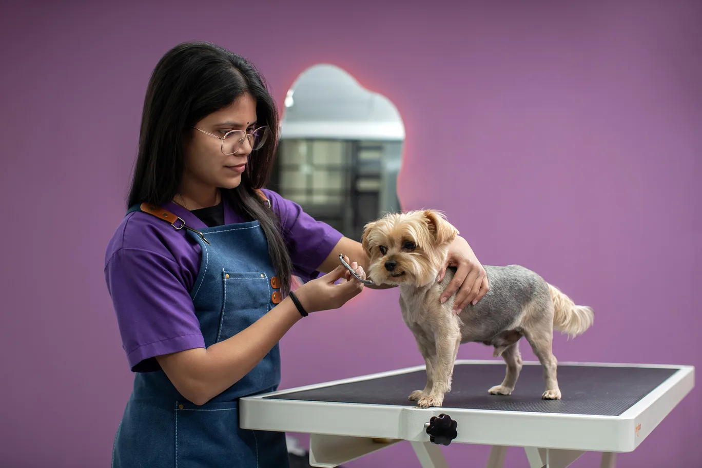 Pet Grooming Dubai – Dog & Cat Grooming Services | Pawstreet