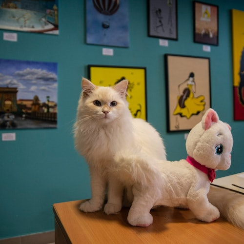 Il nostro gatto Siberiano red-silver point davanti alla parete della galleria d'arte