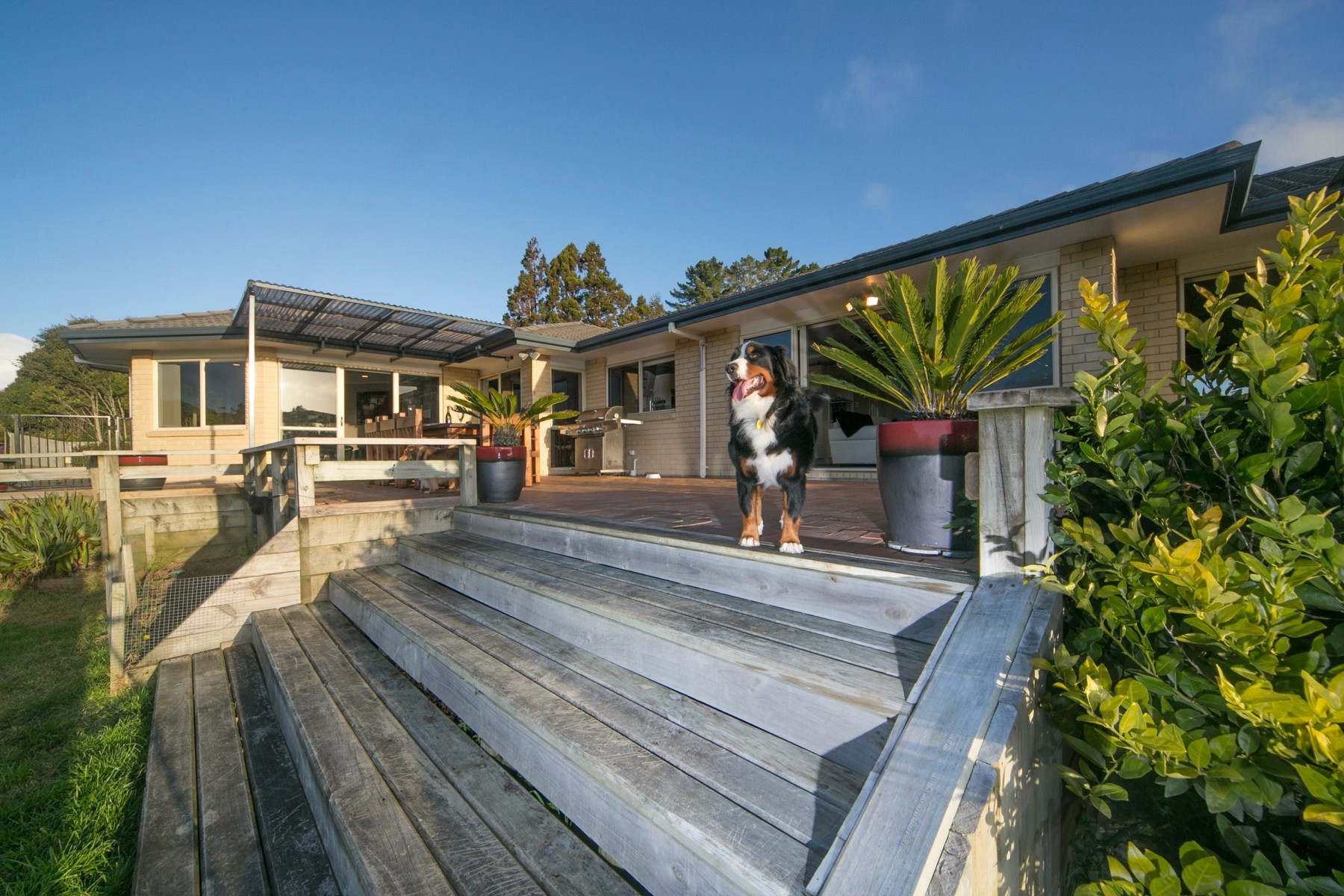 Transparent Image of House and Dog