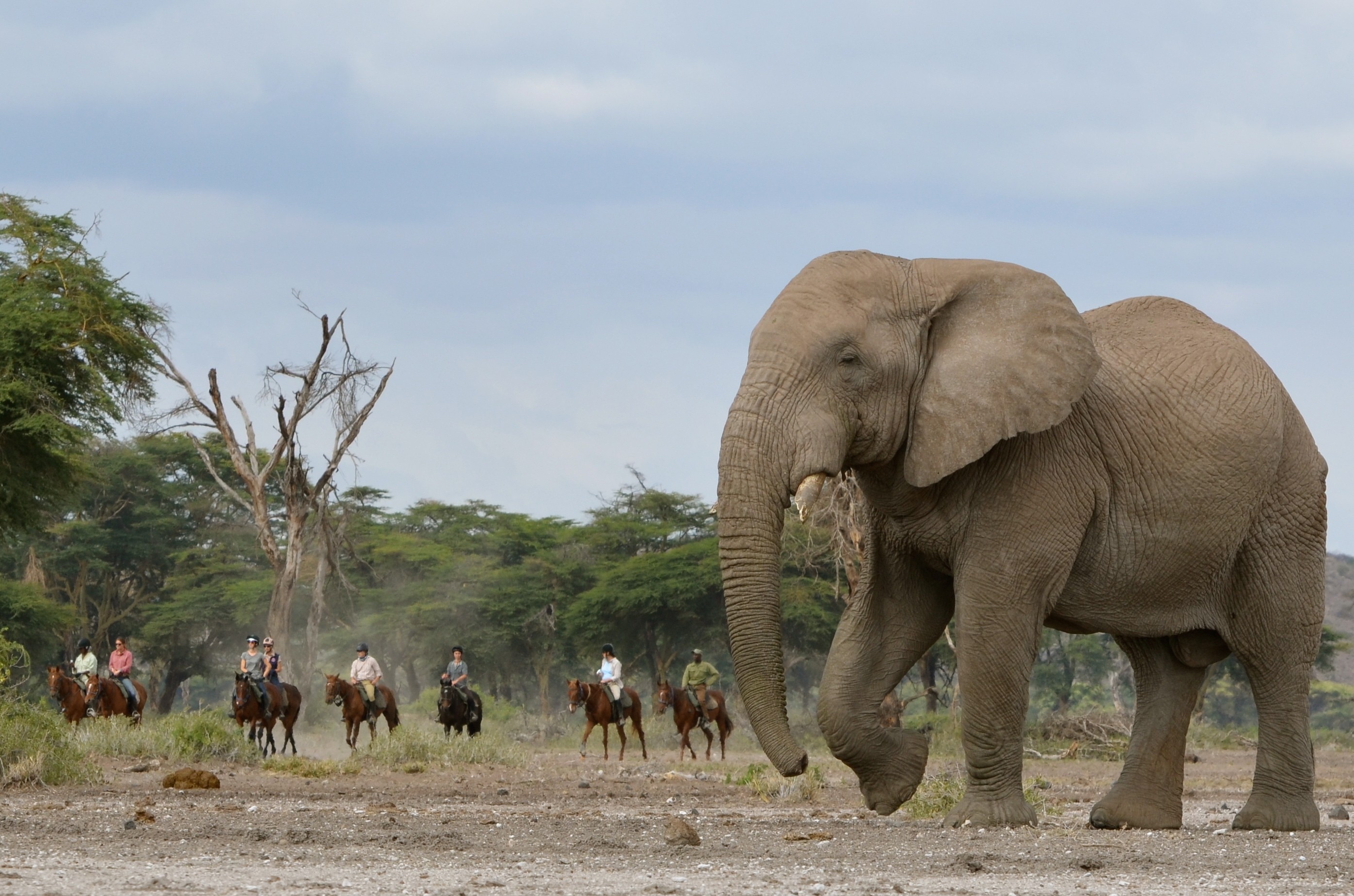 Kilimanjaro Elephant Ride ridsafari, Tanzania. En grupp ryttare på ridsafari skrittar förbi en elefant som befinner sig nära kameran.