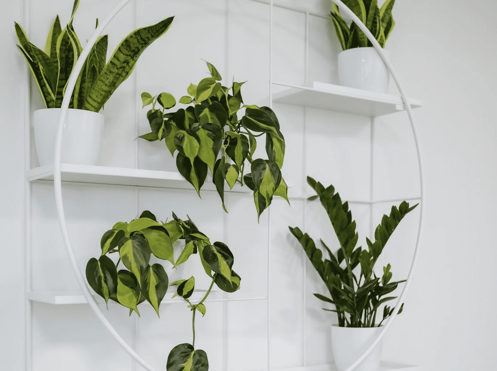 rośliny zamontowane na ścianie jako pokaz firmy officejungle