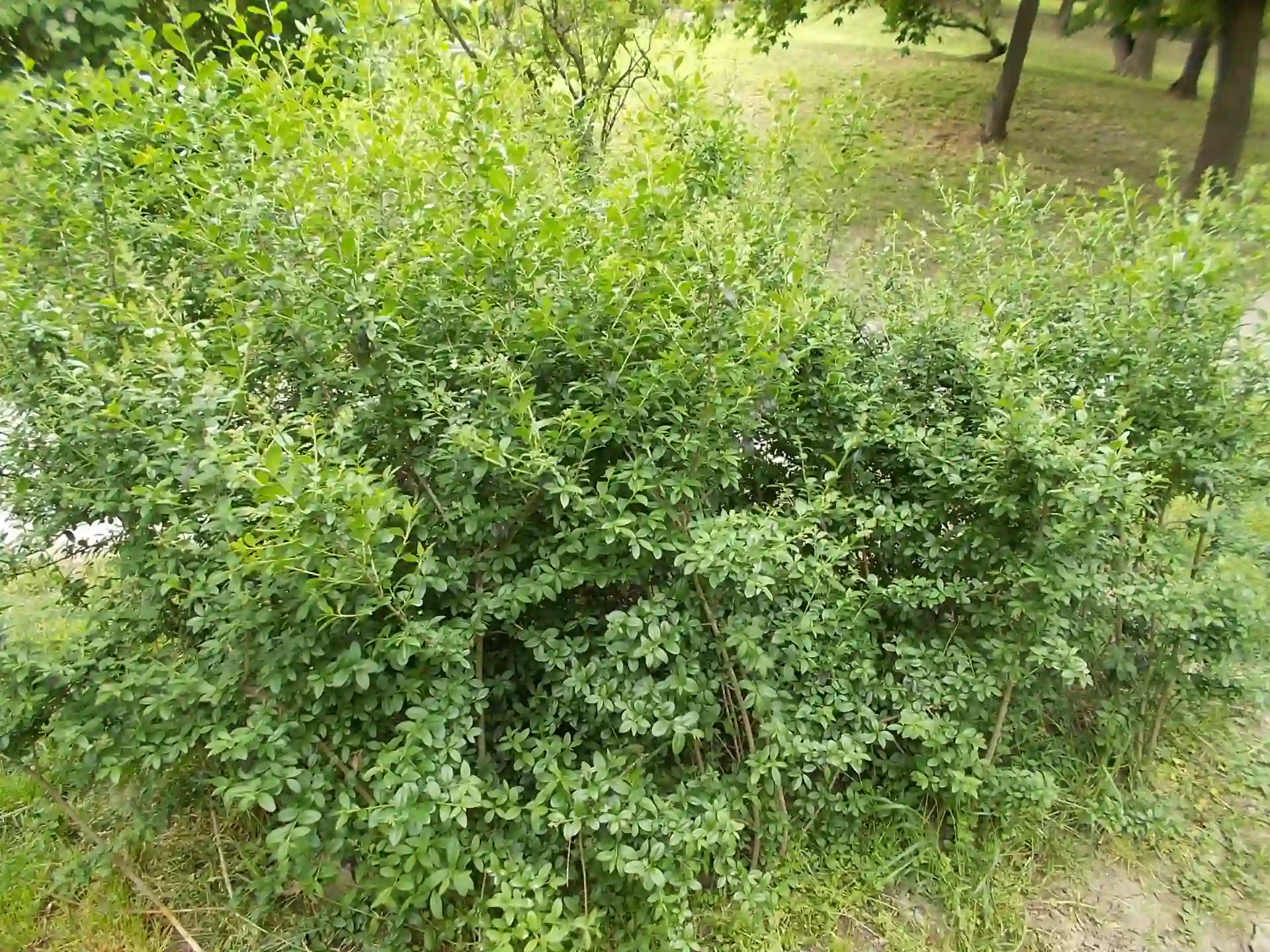Ein Liguster Busch fotografiert in der Natur