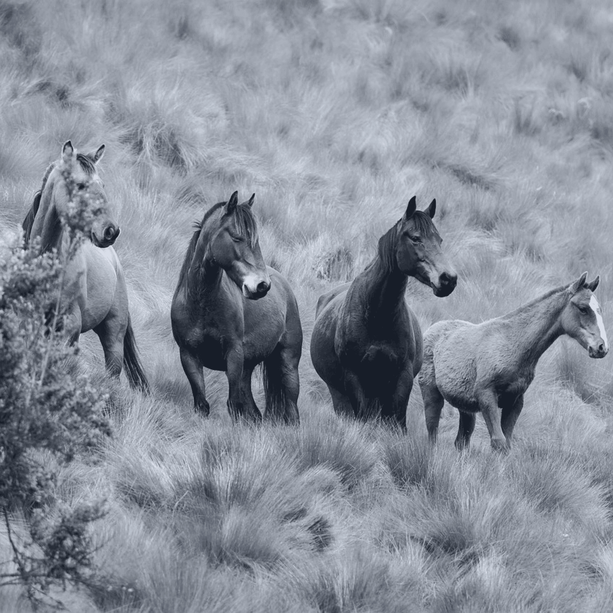 Four horses all looking in the same direction