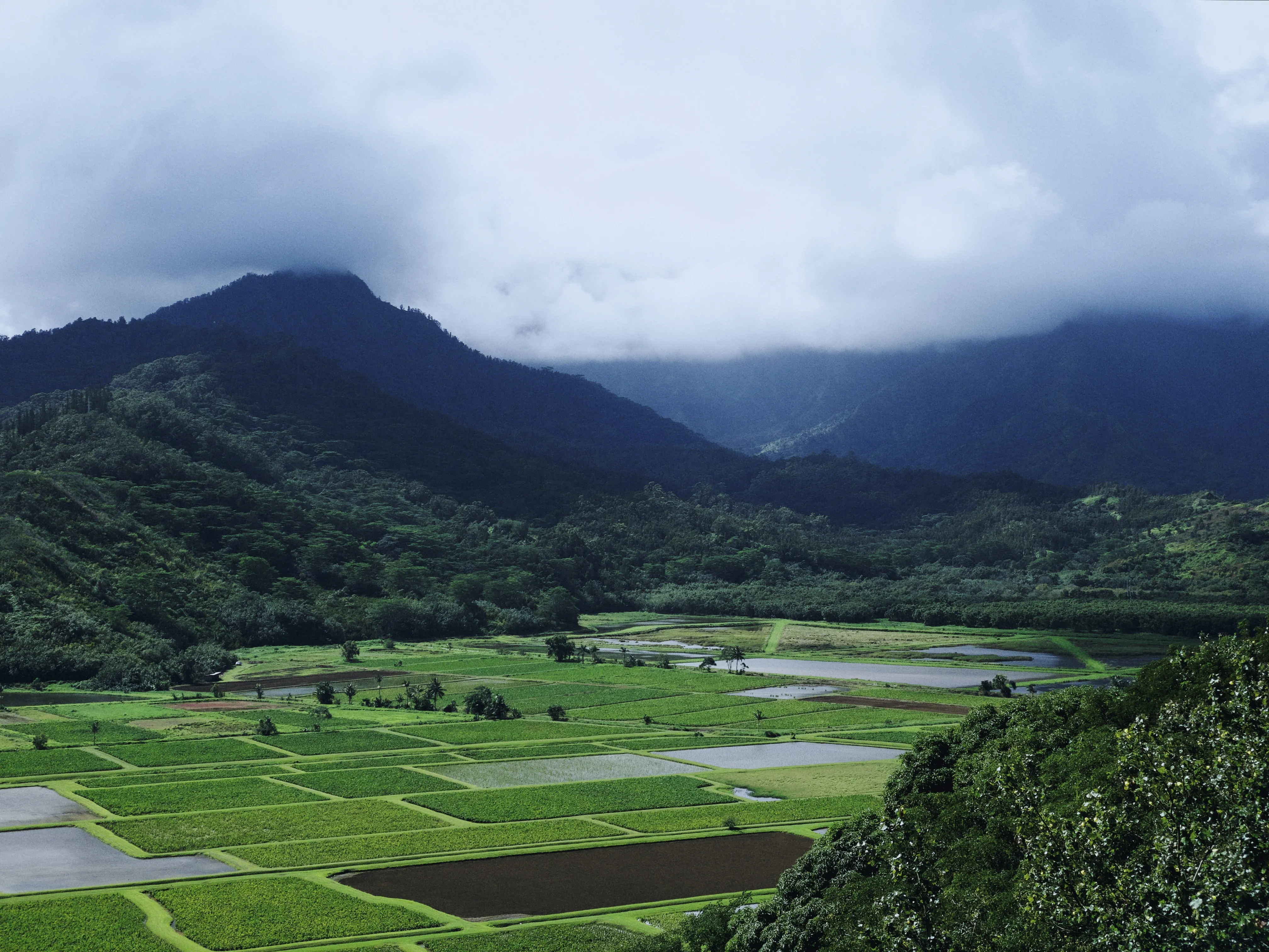 The Critical Importance of Preserving the Western Ghats Ecosystem