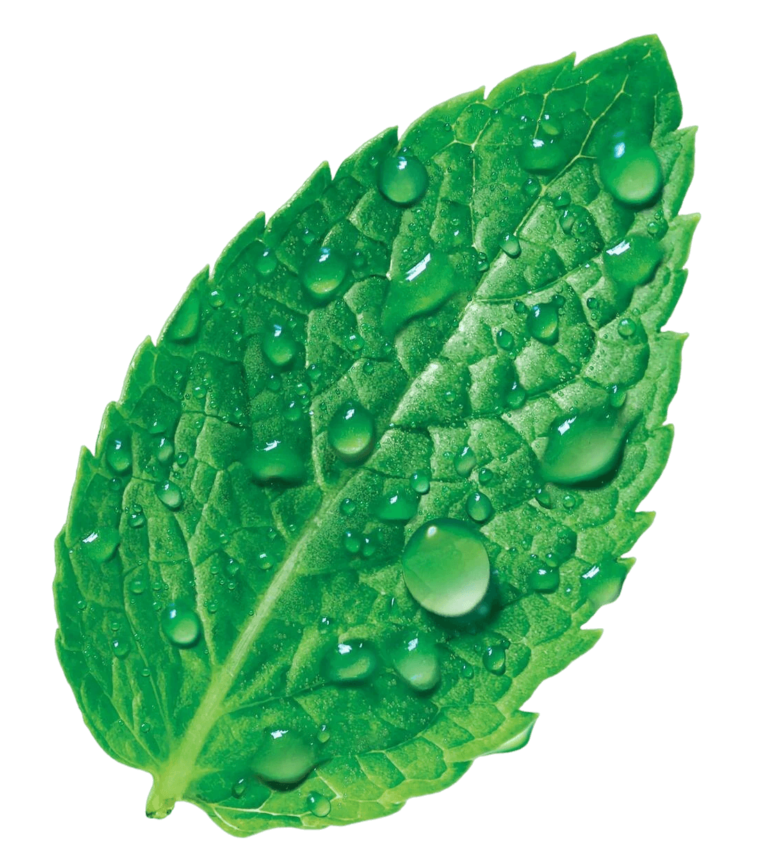 basil_1