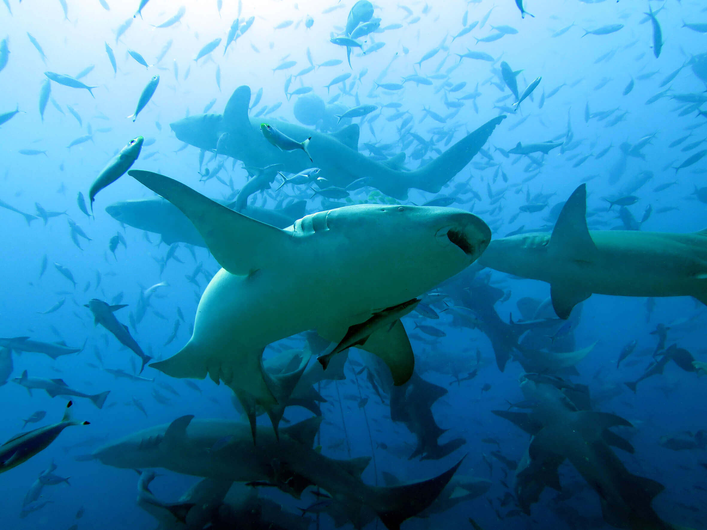 Beqa Lagoon Shark Dive Many sharks and fish swim together underwater, a thrilling dive experience in Pacific Harbour, Fiji.