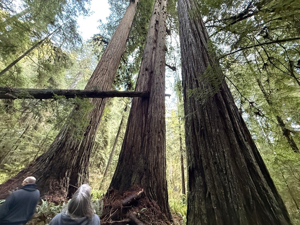 Giant redwoods at the Grove of the Titans in Jedediah Smith Redwoods State Park