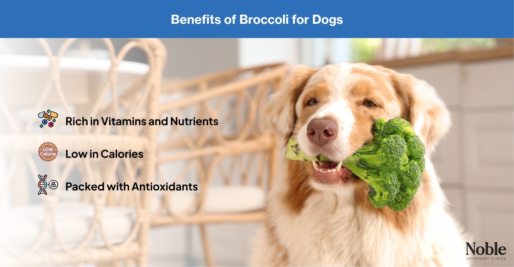 Benefits of broccoli for dogs