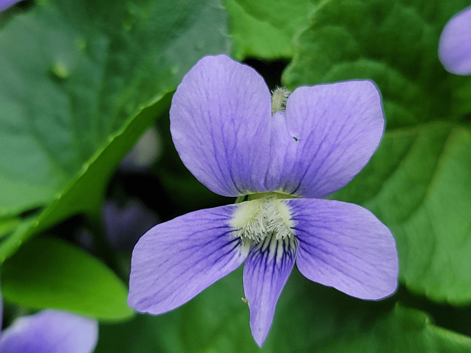 common violet