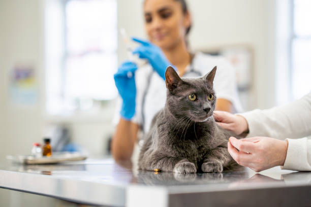 Veterinarians are preparing safe and effective treatments for their cat patient