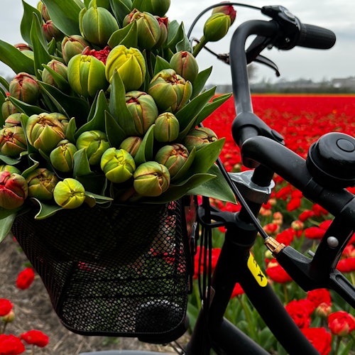 篮子里的郁金香