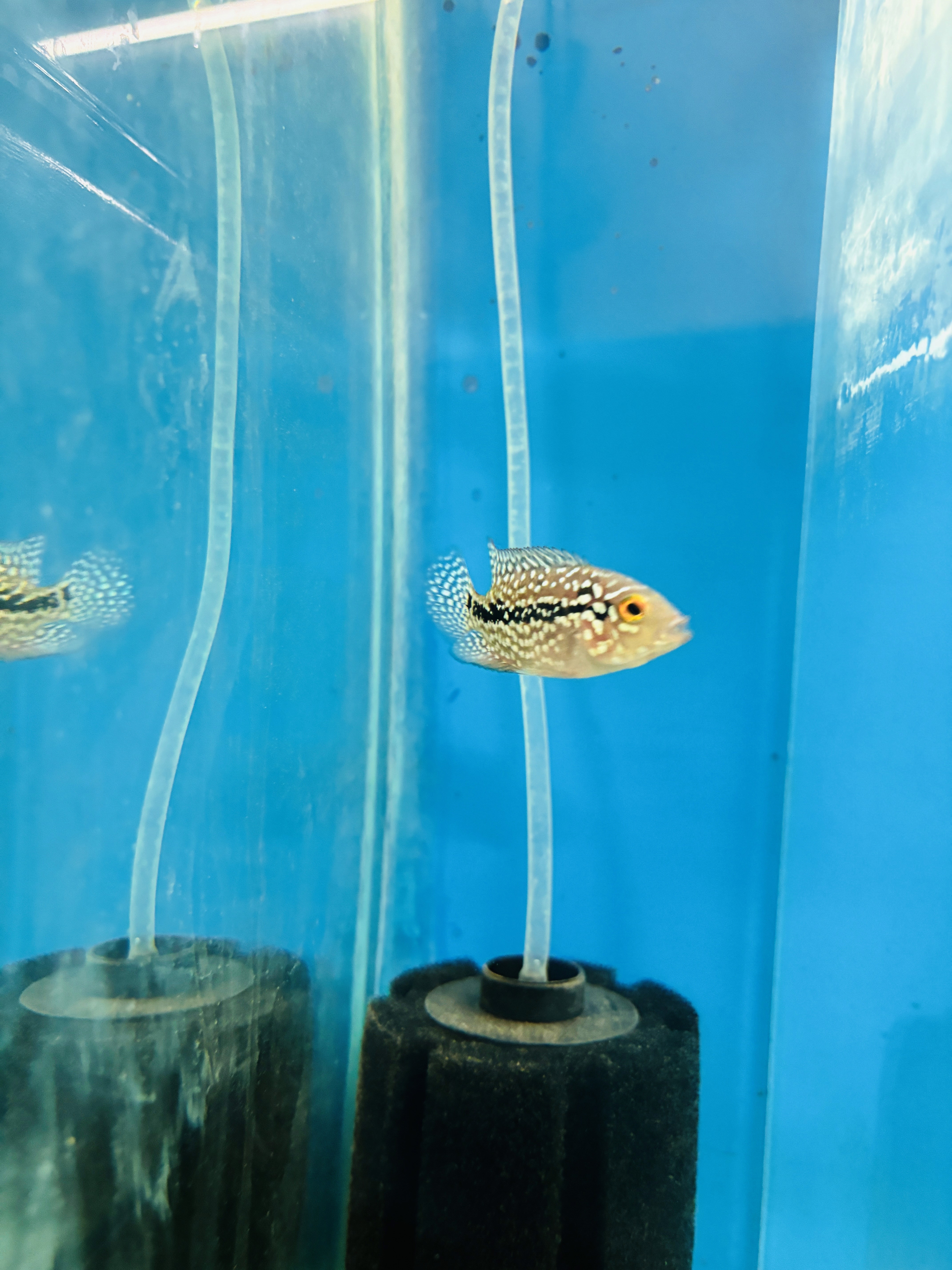 drawing of fish 50%	110000