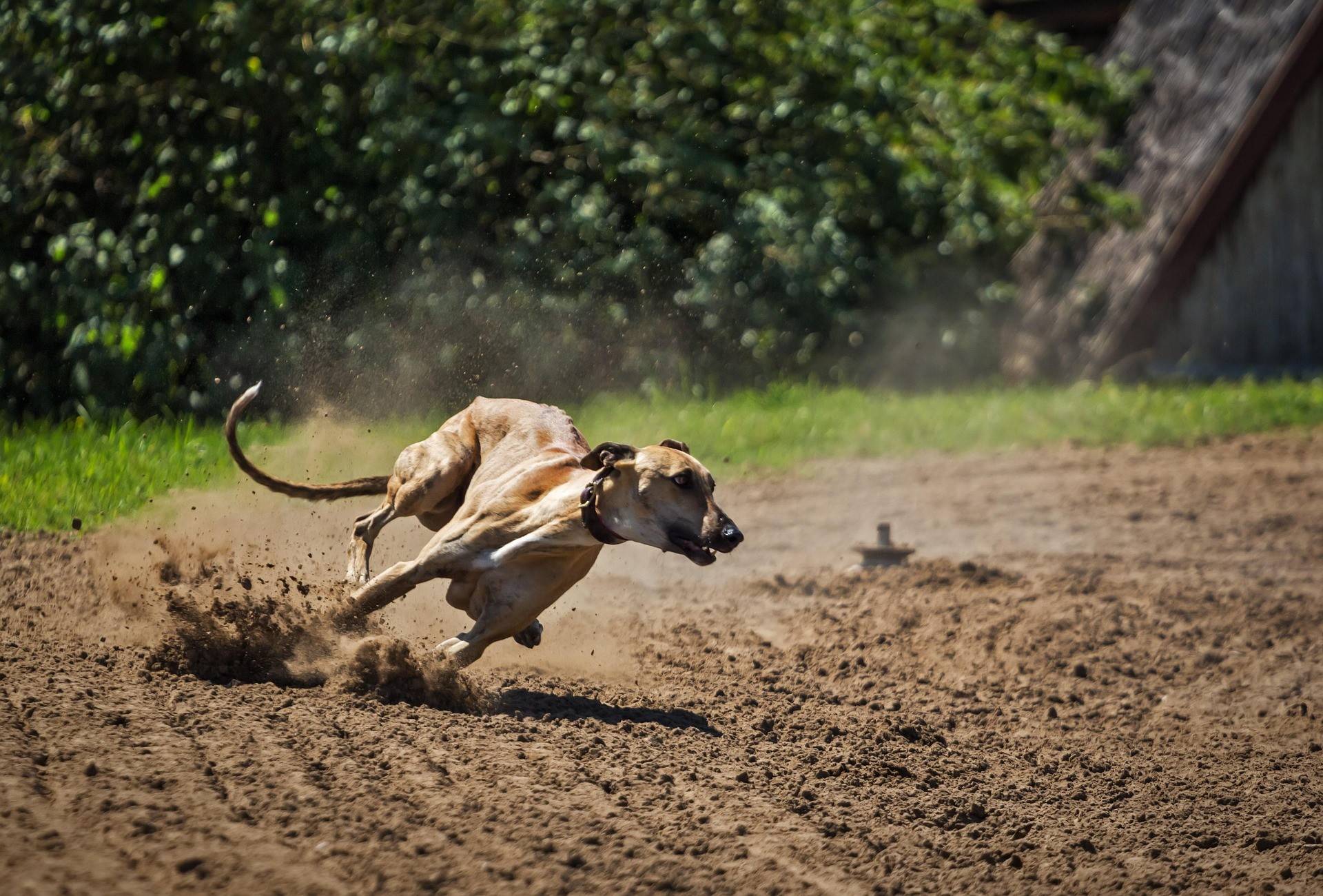 Greyhound Diet and Nutrition