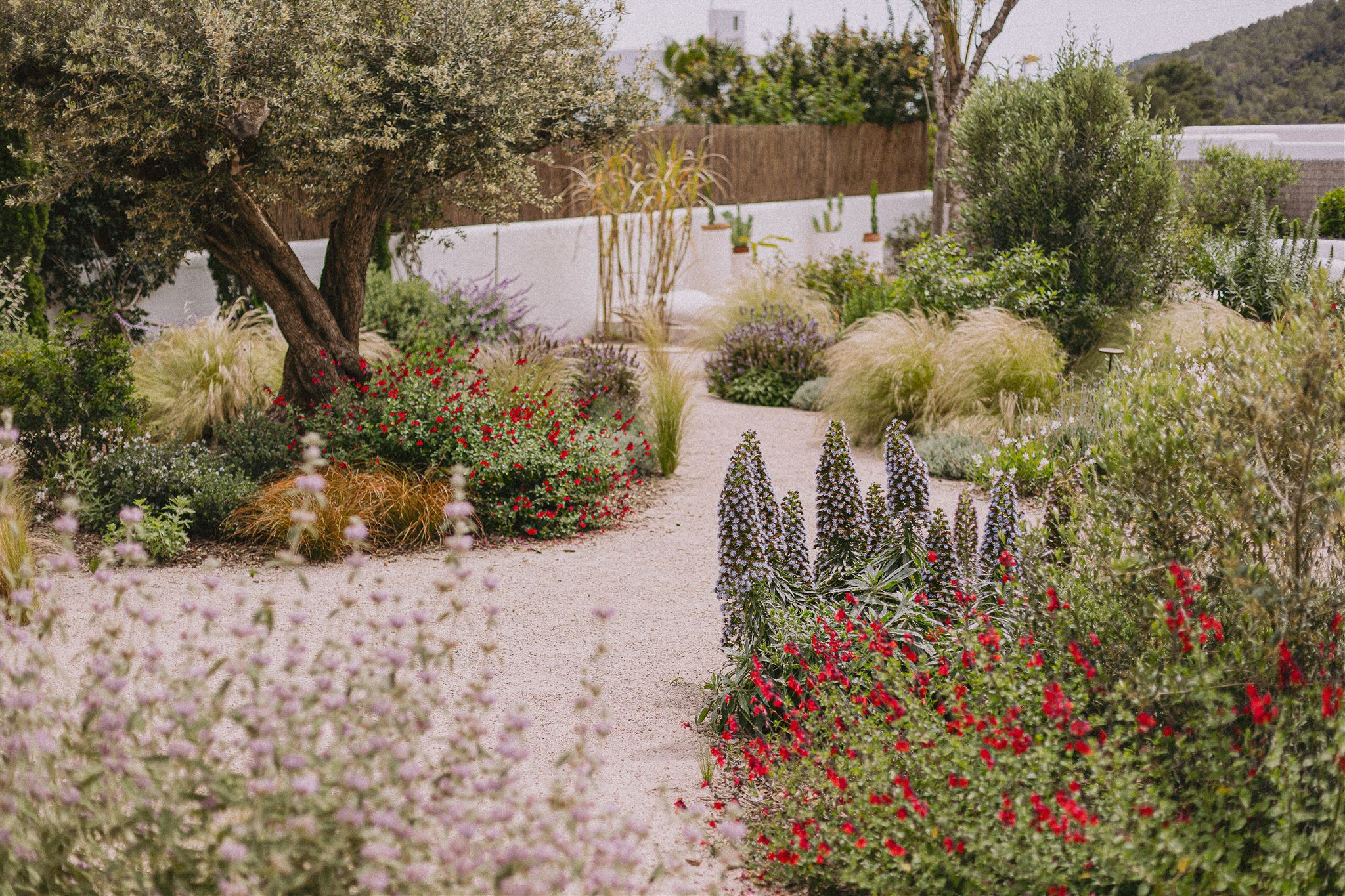 September seasonal flowers in a Mediterranean garden
